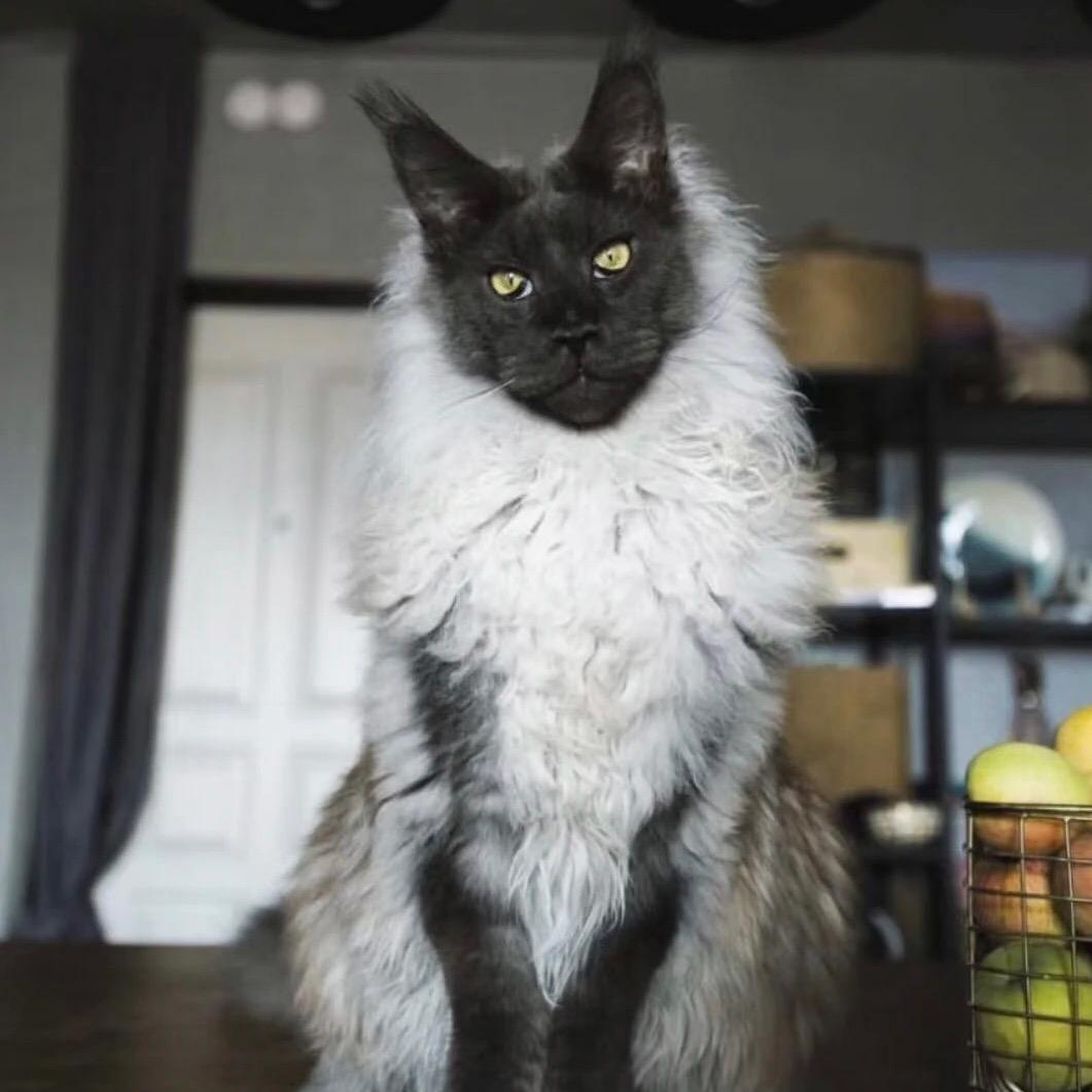 西安熊熊熊猫舍