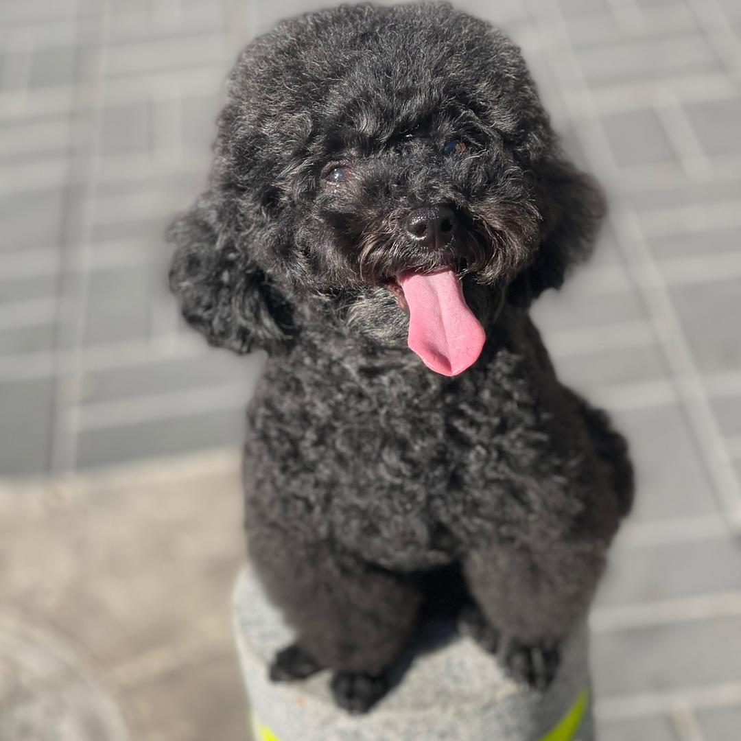 黑公主球球👸