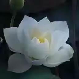 小精灵🧚‍♀️