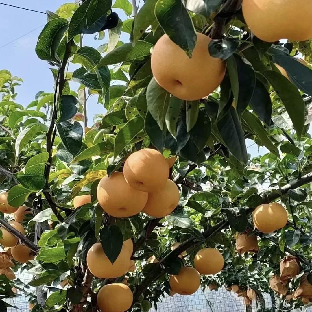 国强生鲜优选