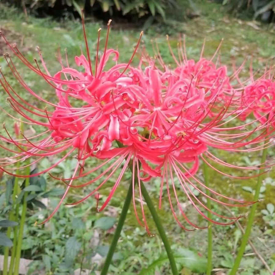 燕子
