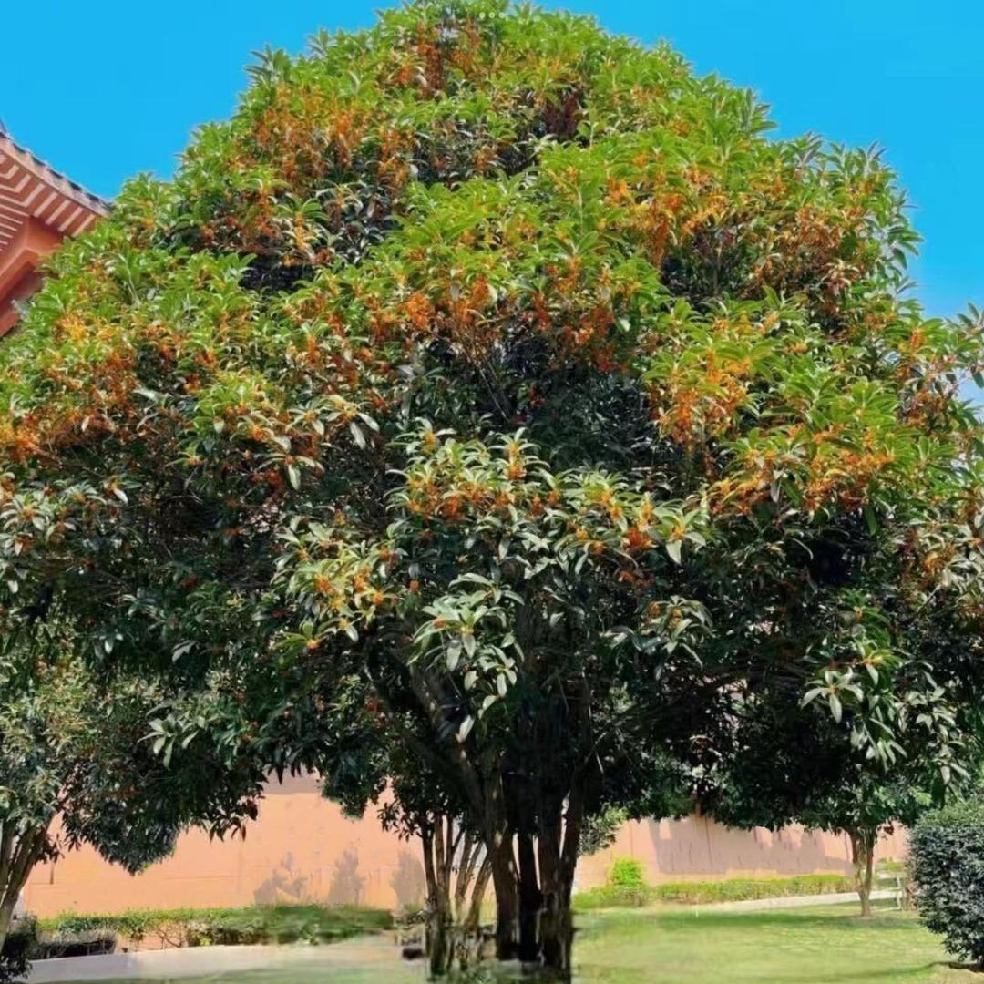 桂花小哥