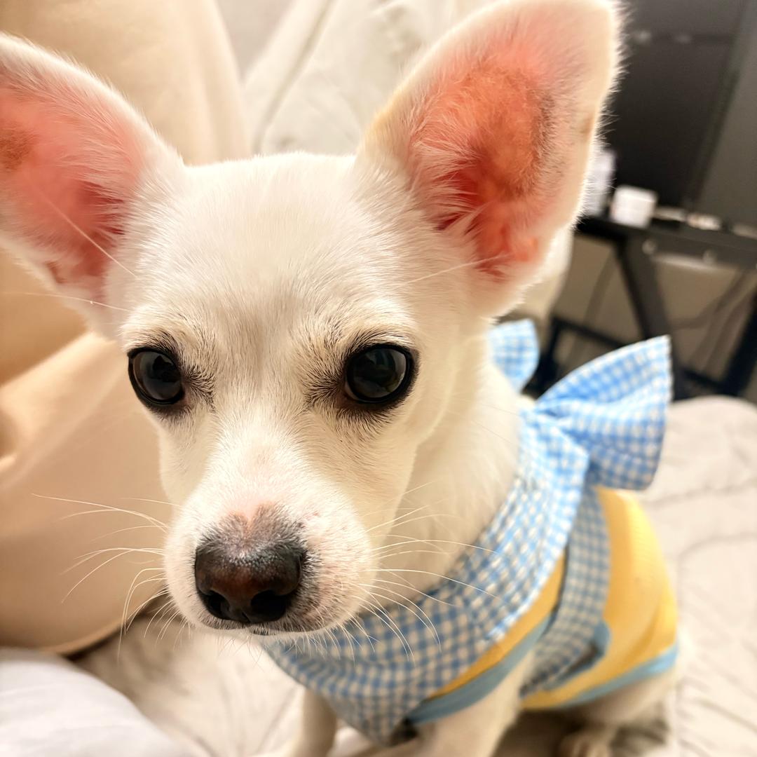 田园犬盖帽儿带你吃延边