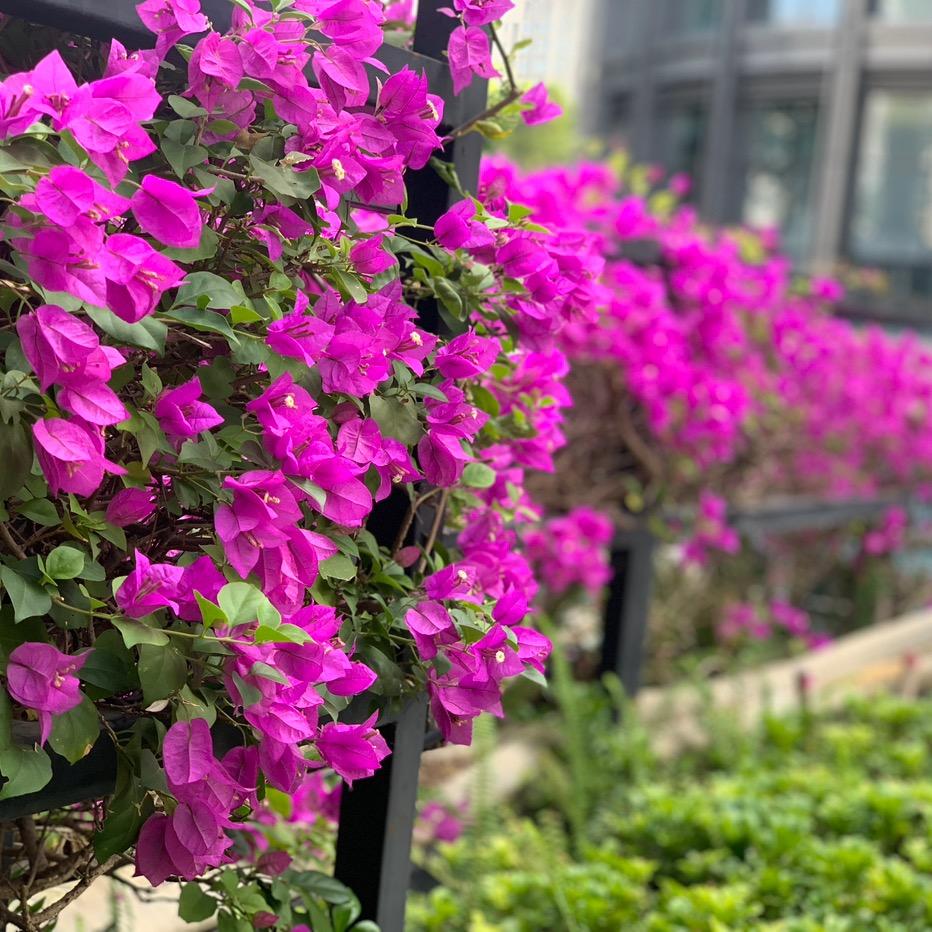 雷西利的蒙