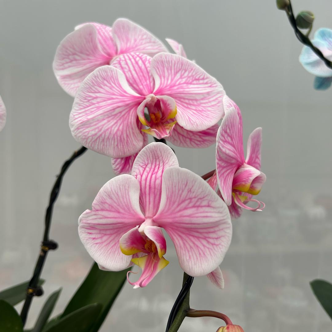 爱花人