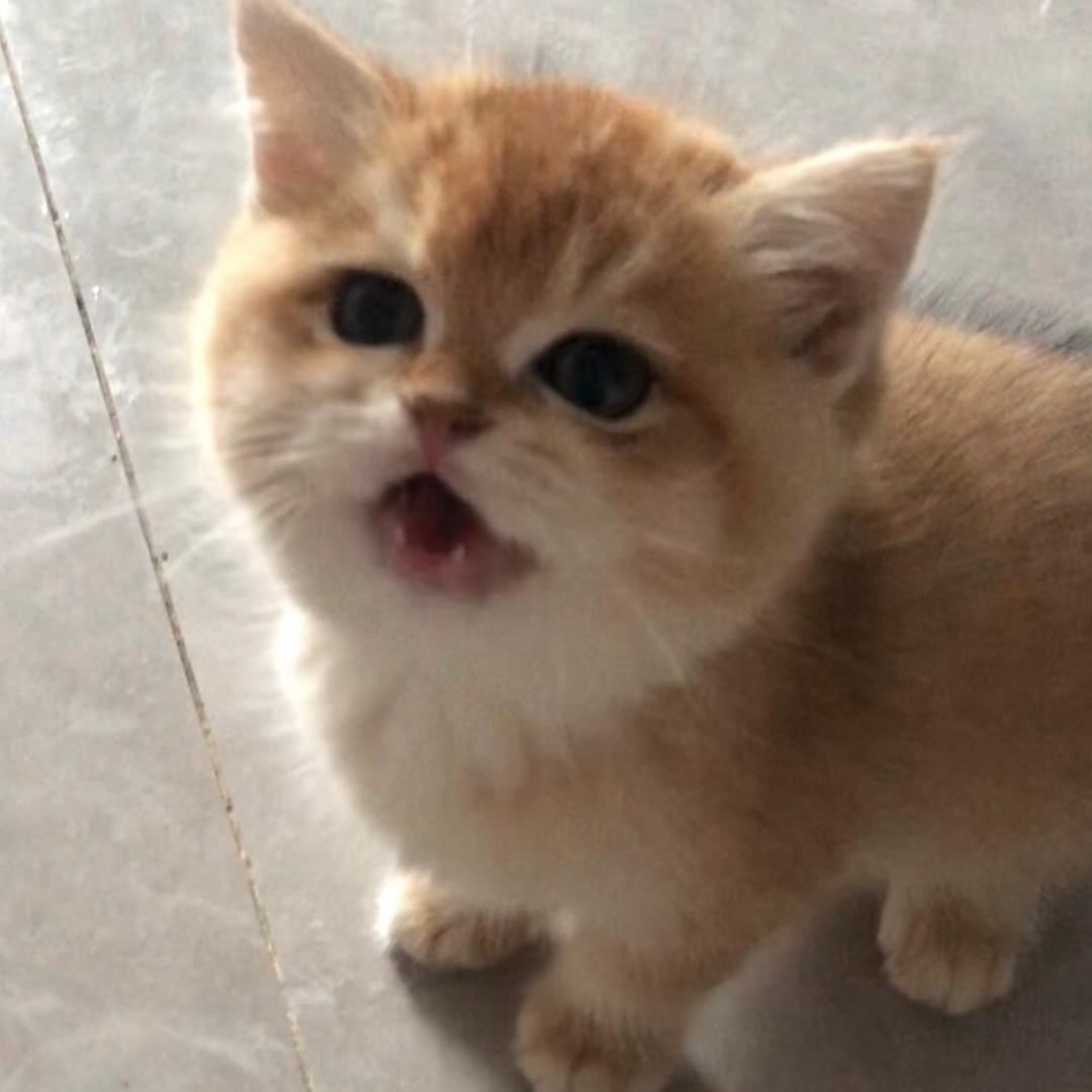 小棉花