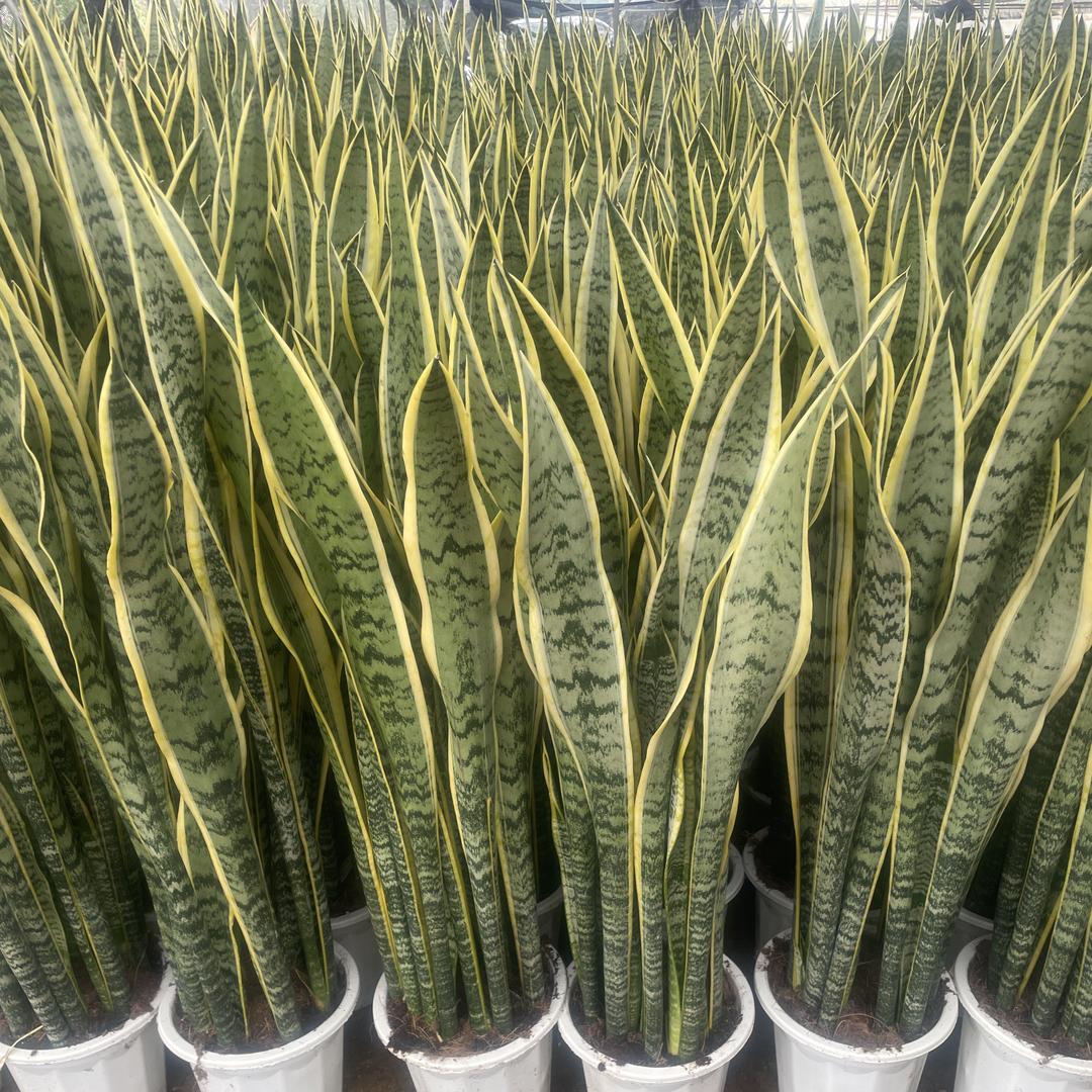 凯诺绿植园艺