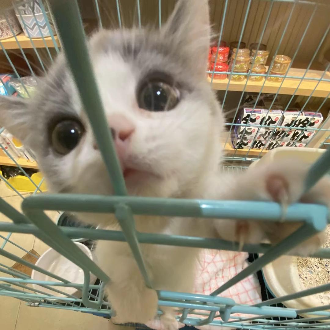 豚豚爱吃羊