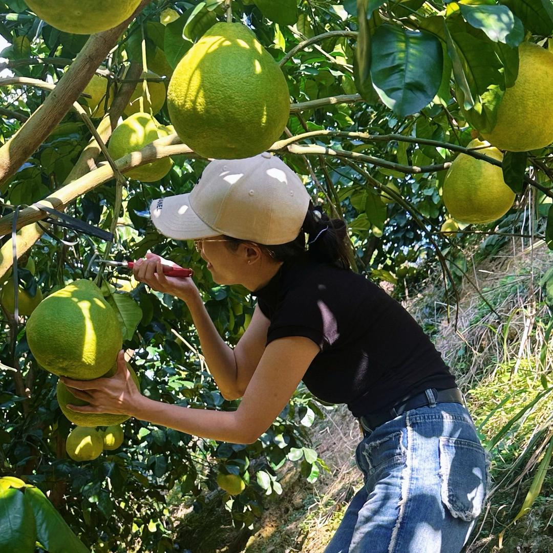 梅州旮旯山里金柚果园直销