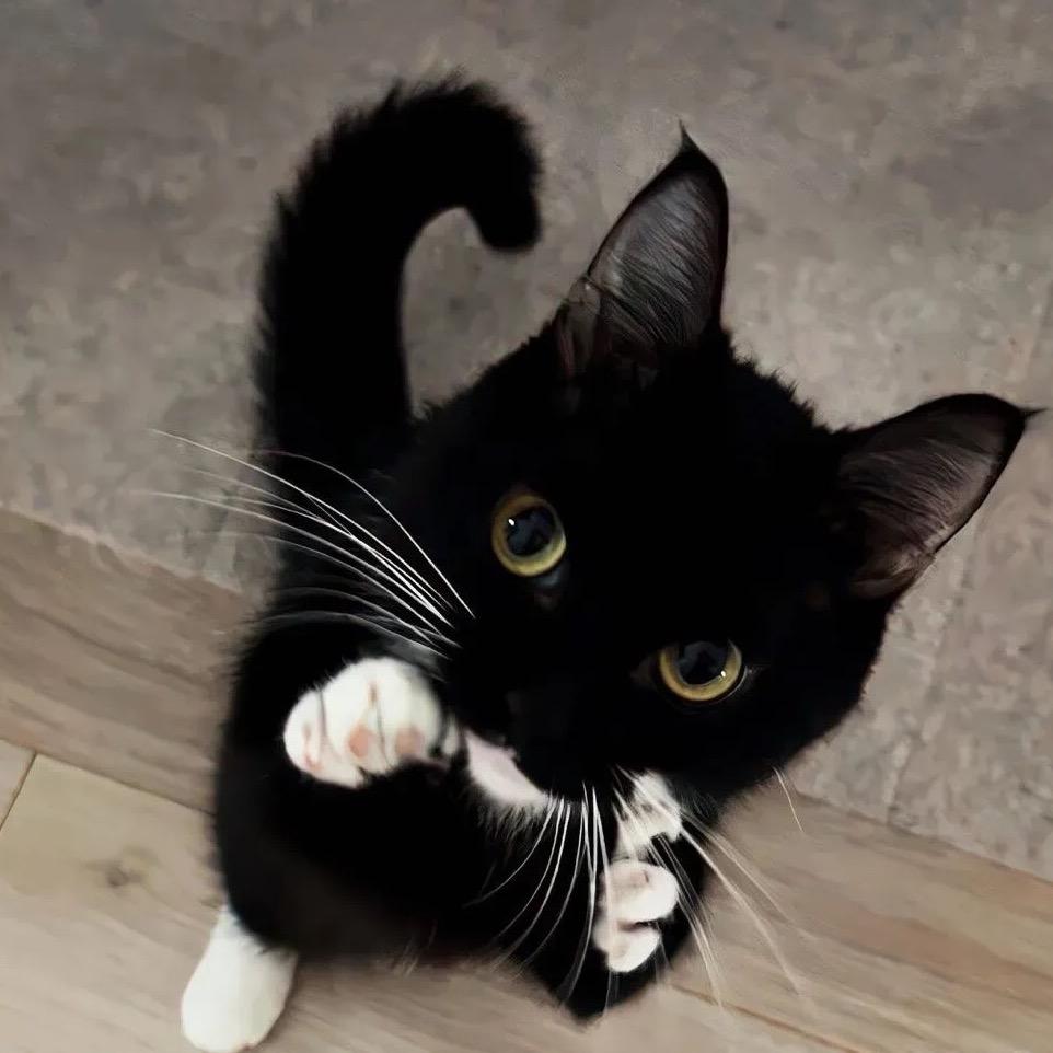 睡不醒的猫