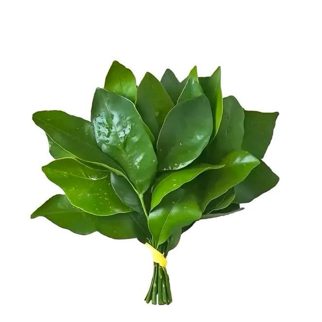 LIOkGa