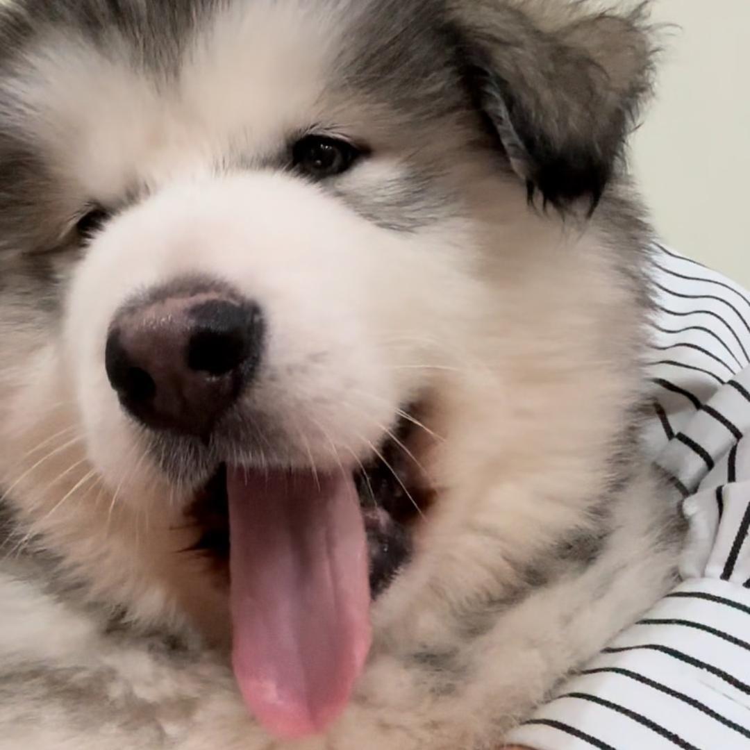 我有一只大貔貅