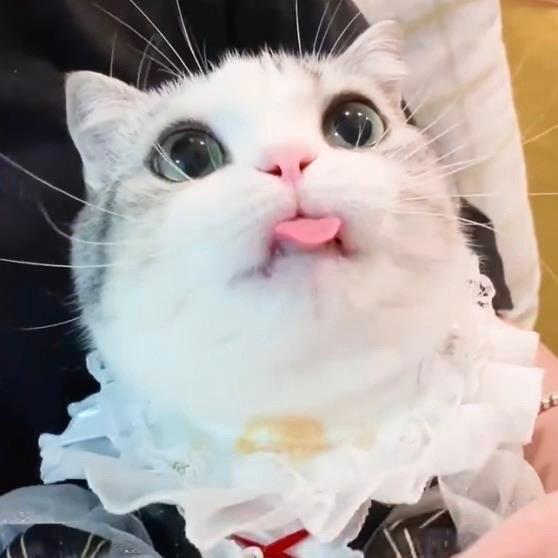 抿苼