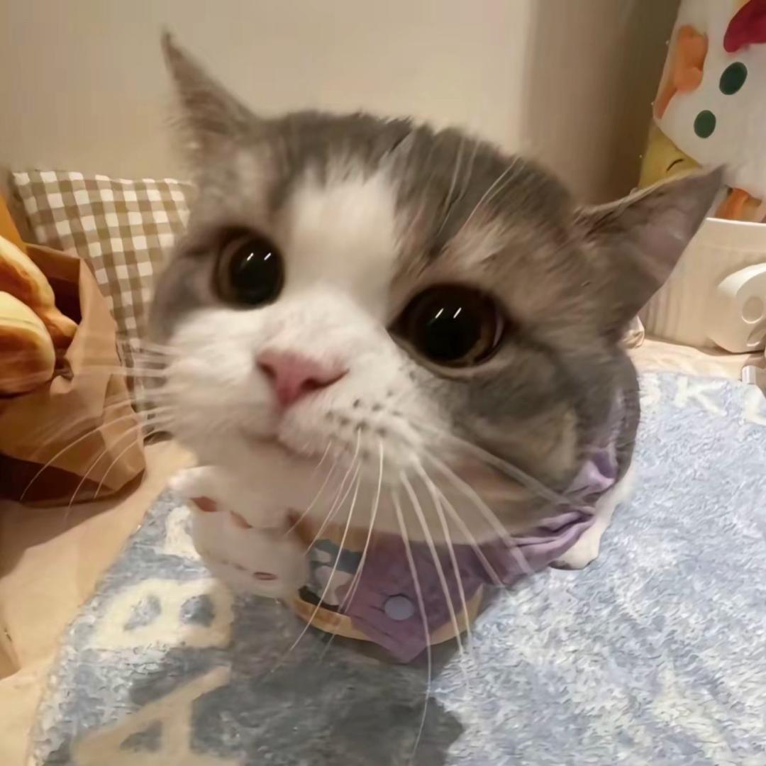 煞煞鲨鱼（想开共创版)