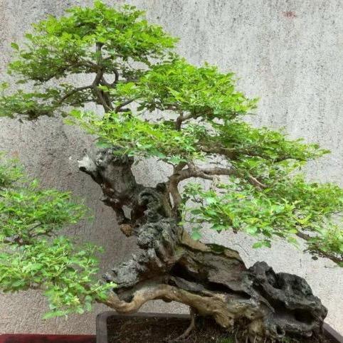 小叶黄荆盆景造型