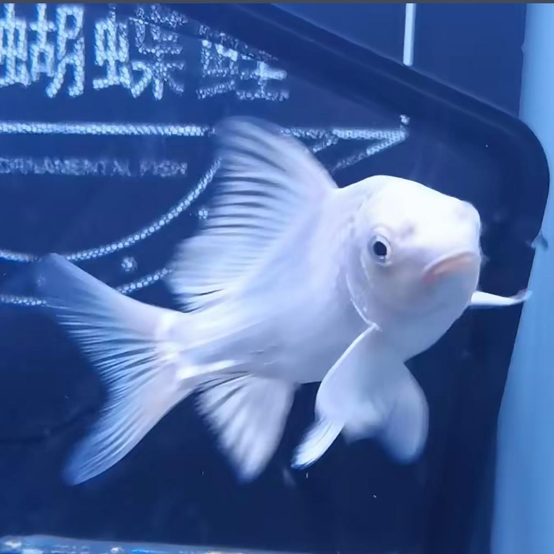聚弘蝴蝶鲤