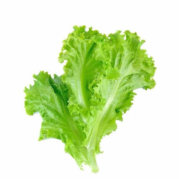 一根生菜