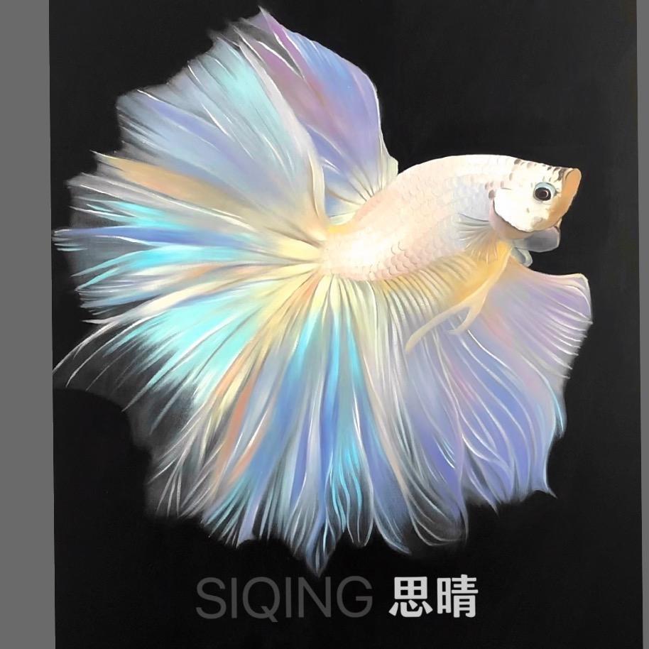 思晴斗鱼水族（直播号）
