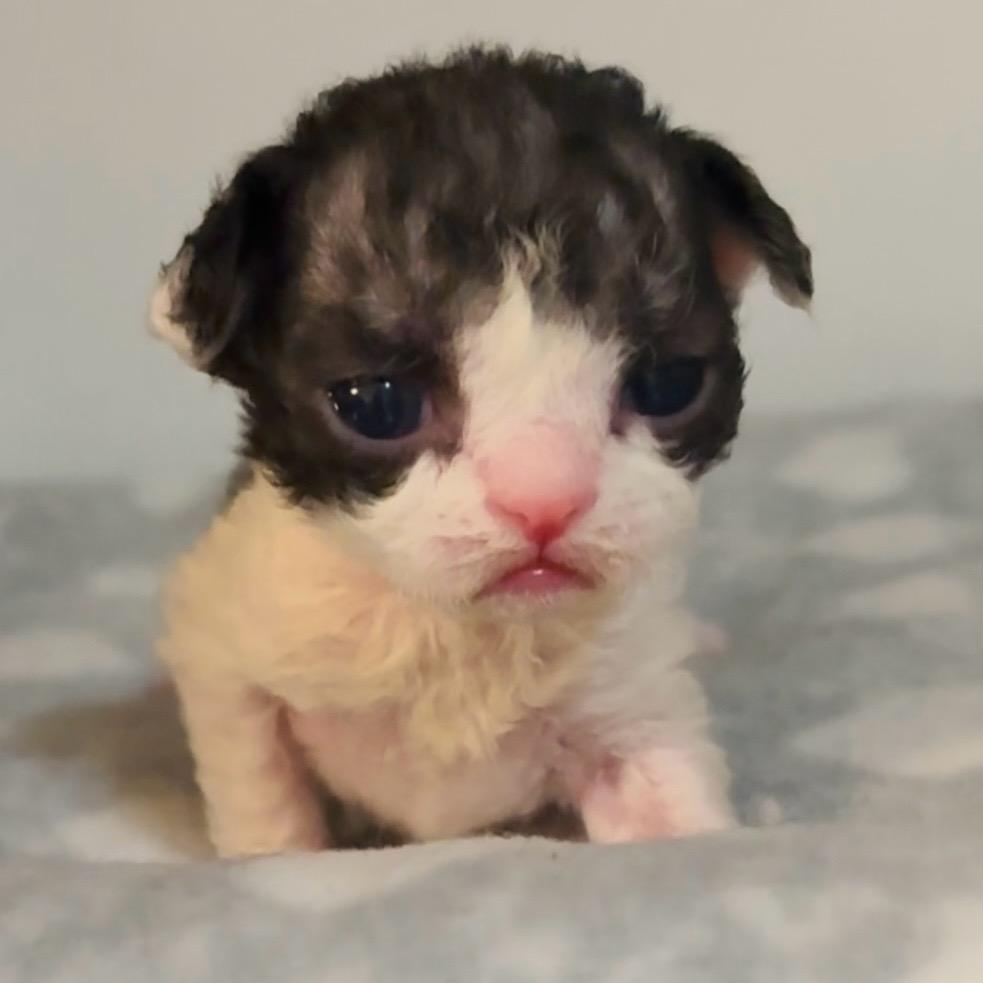 艺梵🐾德文卷毛猫🍀