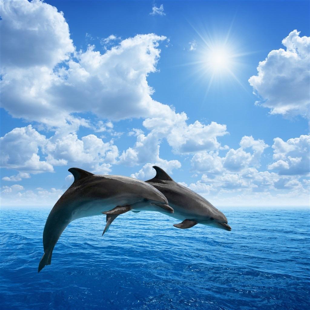 海豚湾🐬