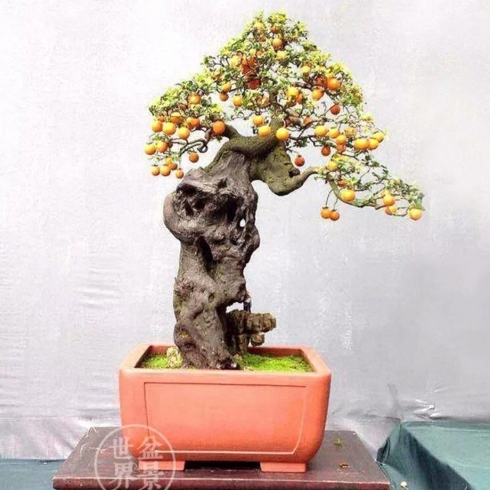 祯琪园艺