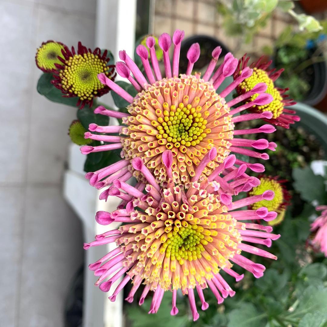 沼气蓬勃的四喜丸子🍡