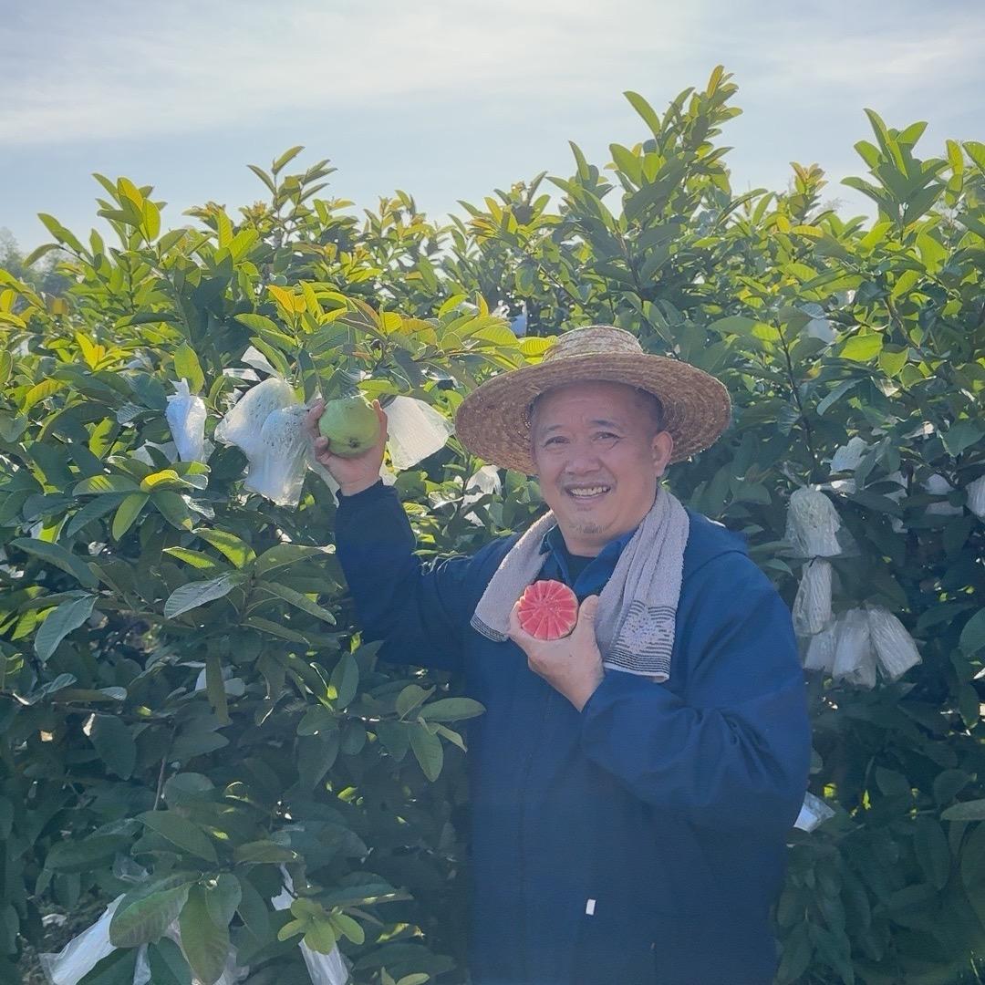 爷爷家的芭乐果园