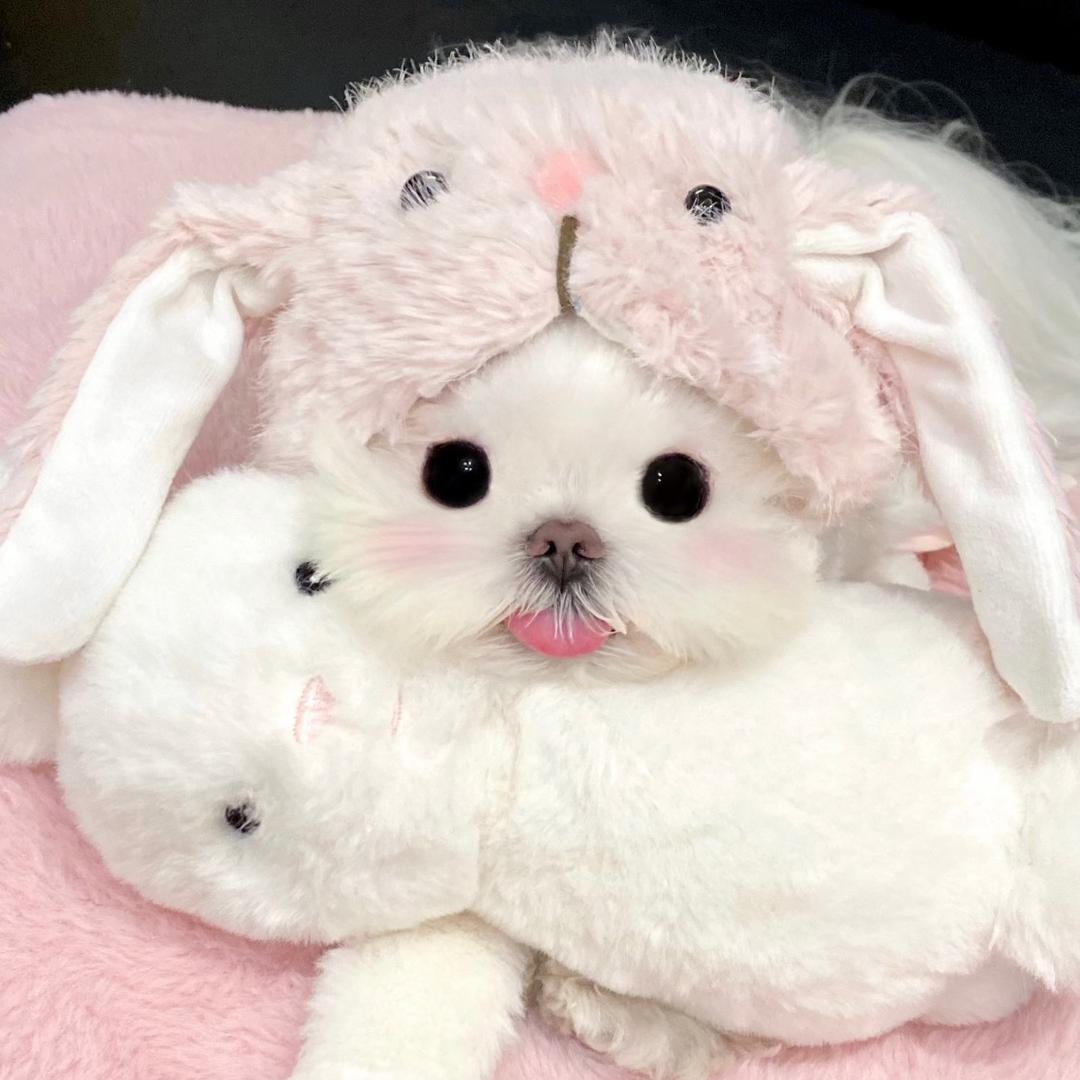 炫迈