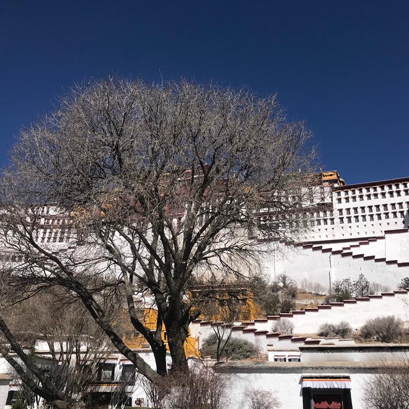 交易员在西藏