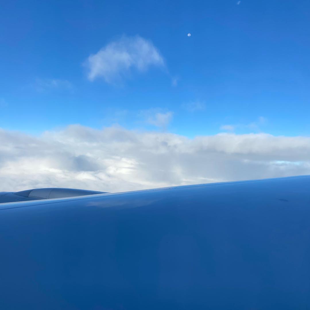 海鸥