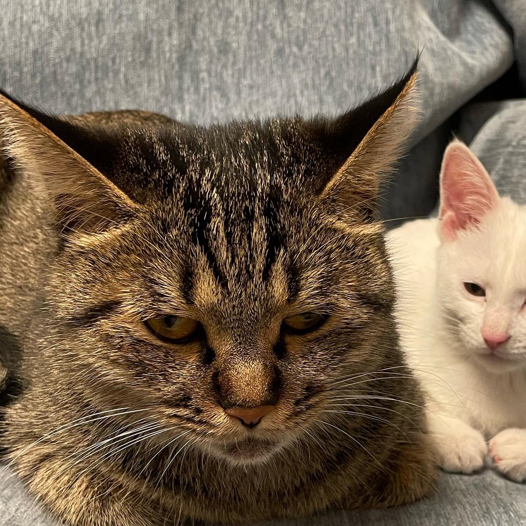 来福是只狸花猫