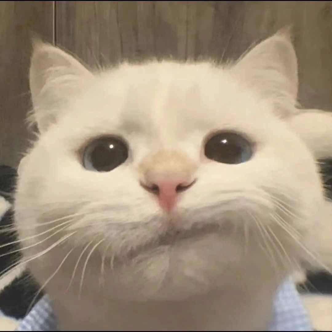 🌈猫优优❤️