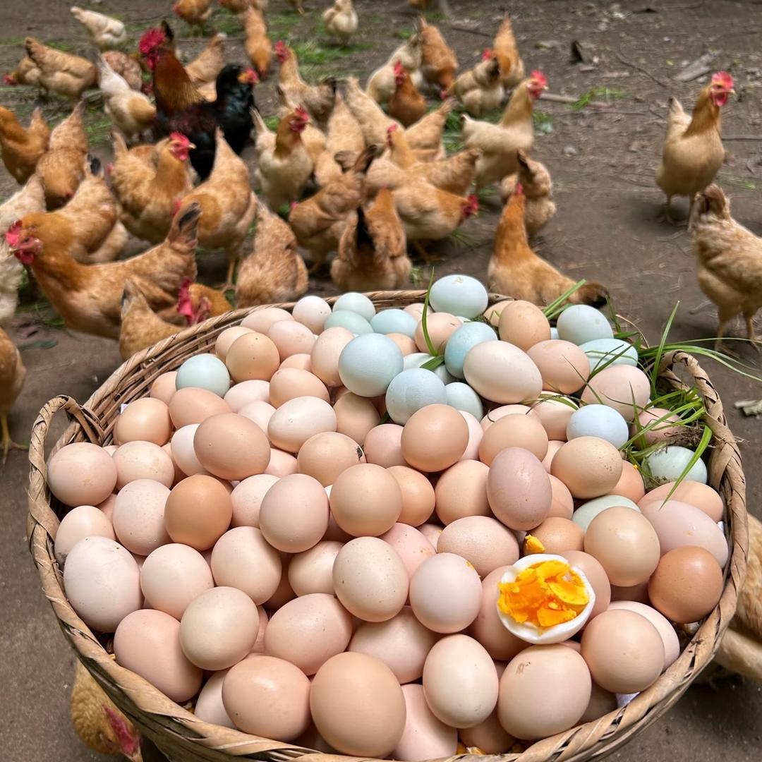 山林散养土鸡蛋