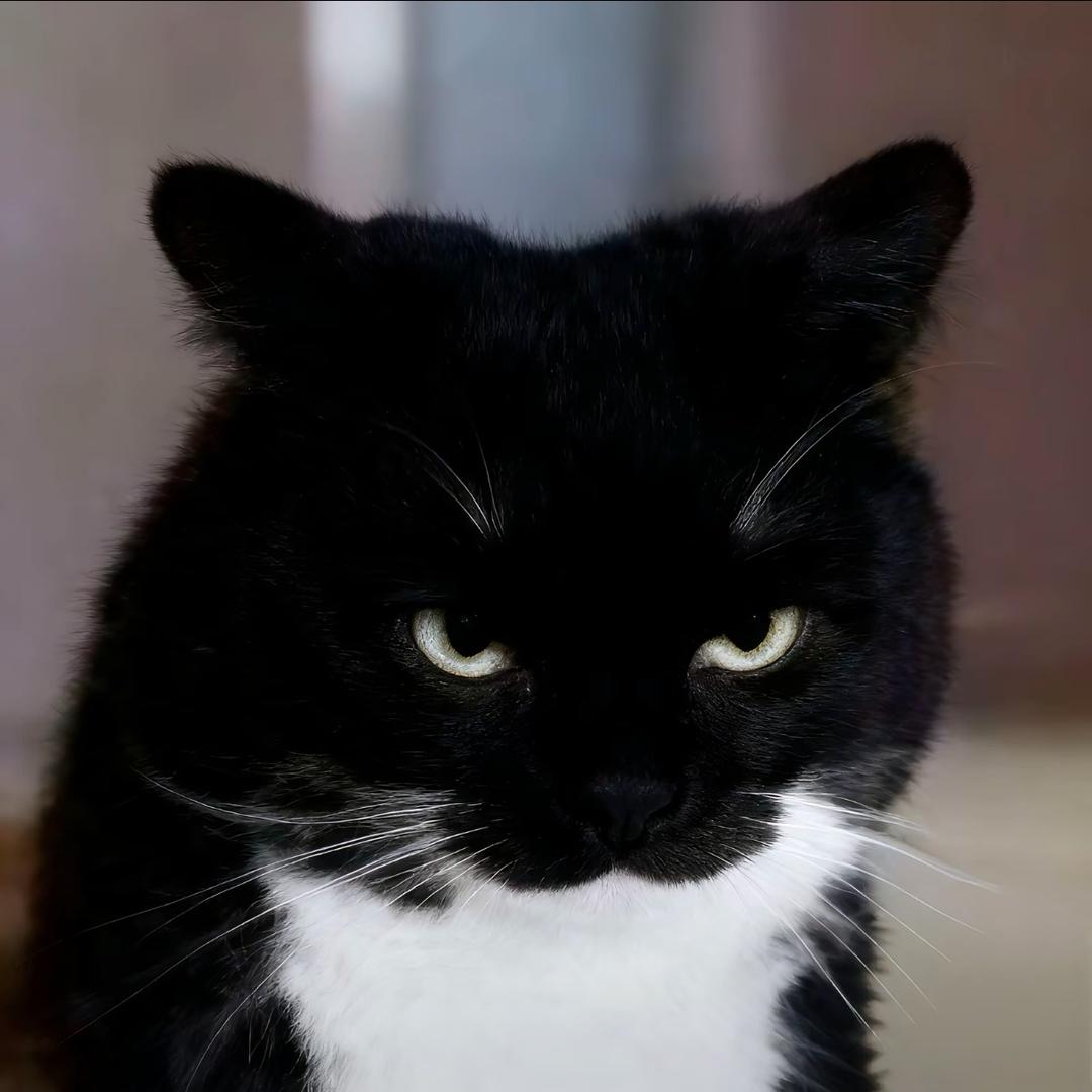 绿绿