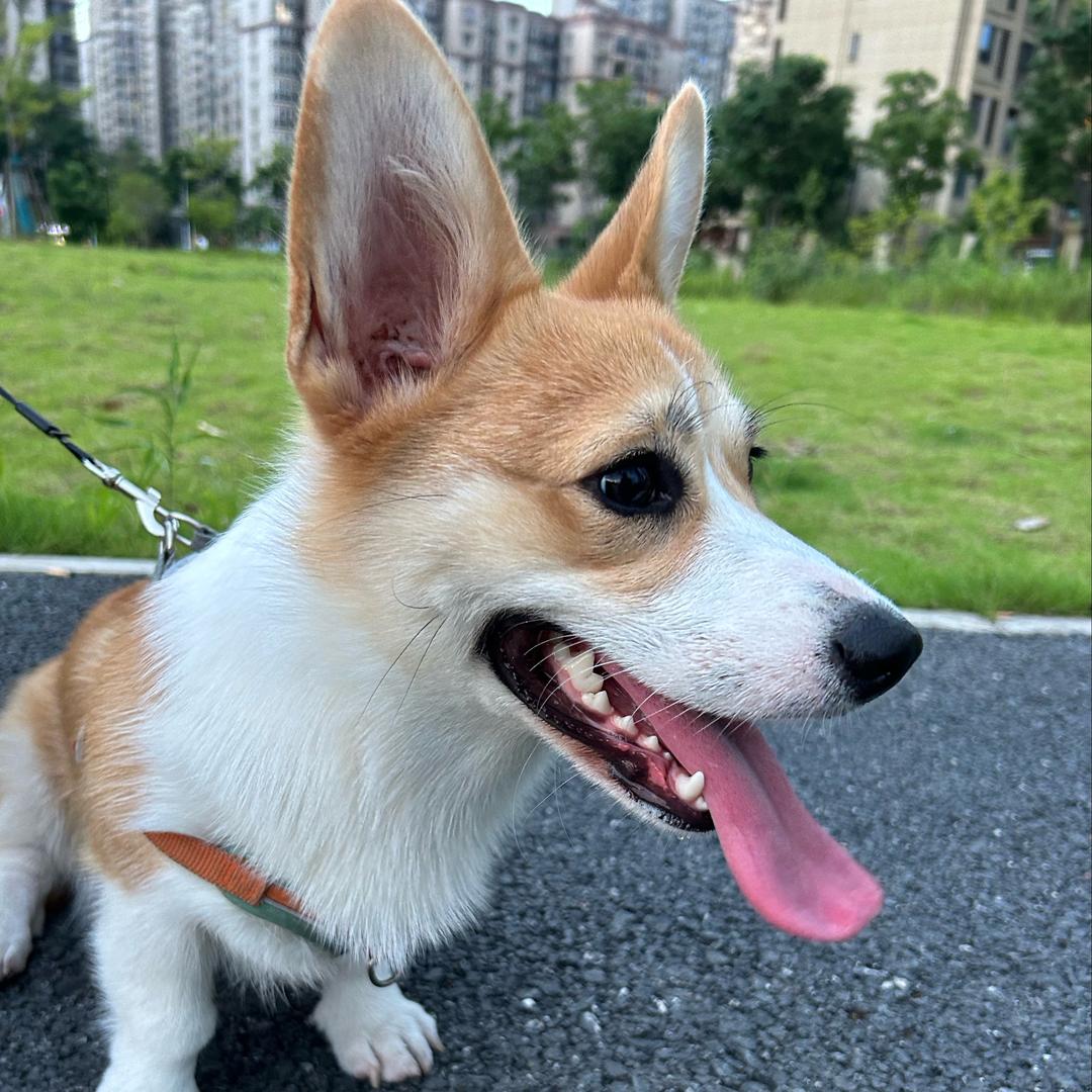 奶糖是短腿