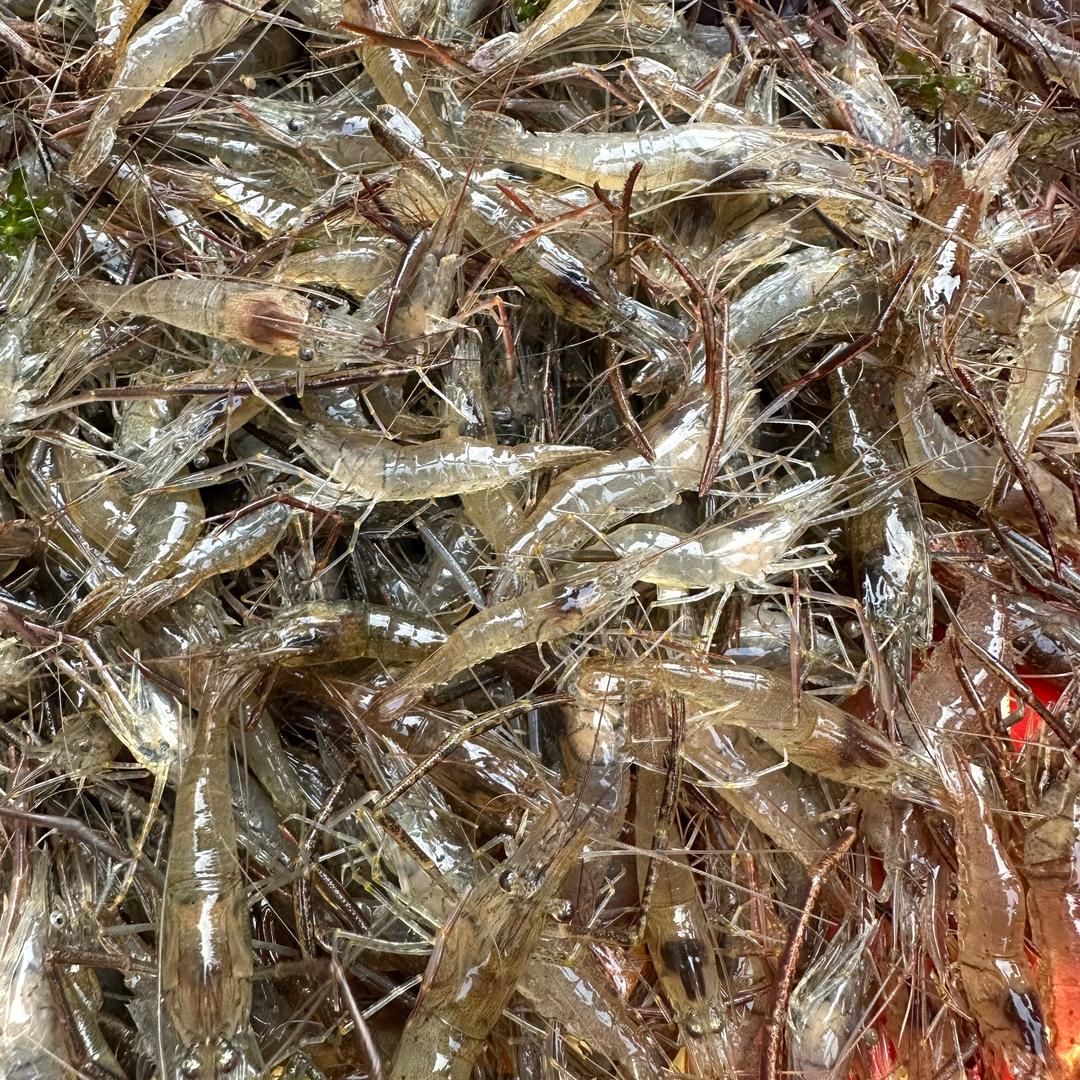 贺大侠（全椒南屏菜场）