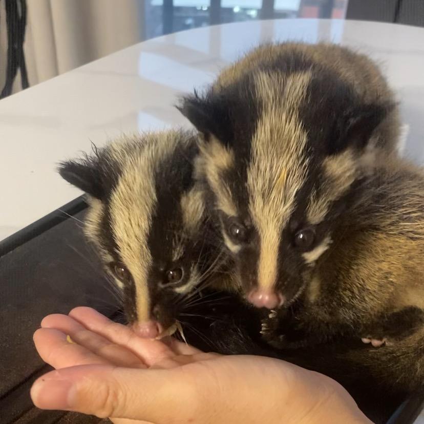 湛江果子狸养殖合作社