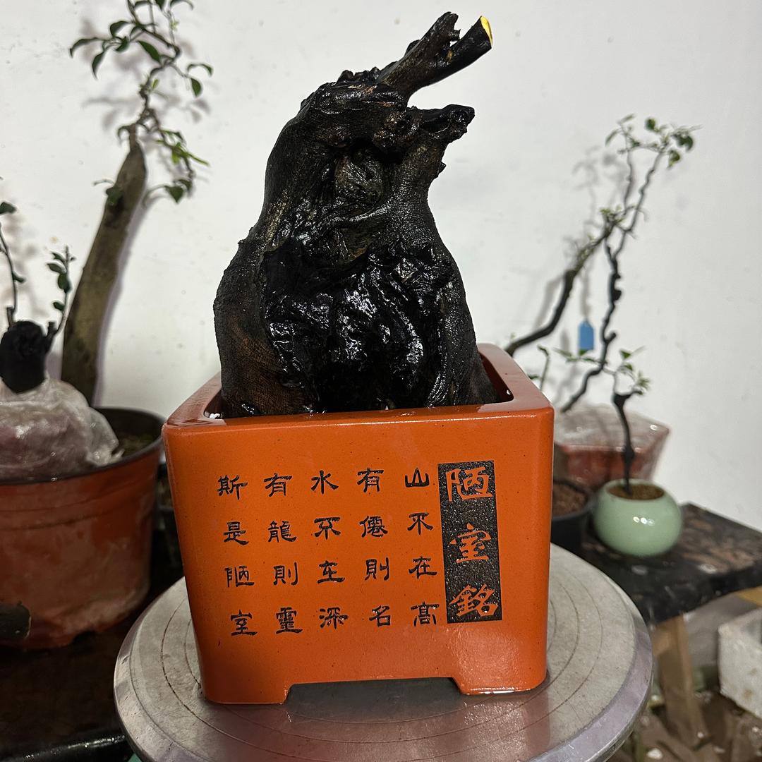 洪泽园艺（灌木金弹子猜桩）