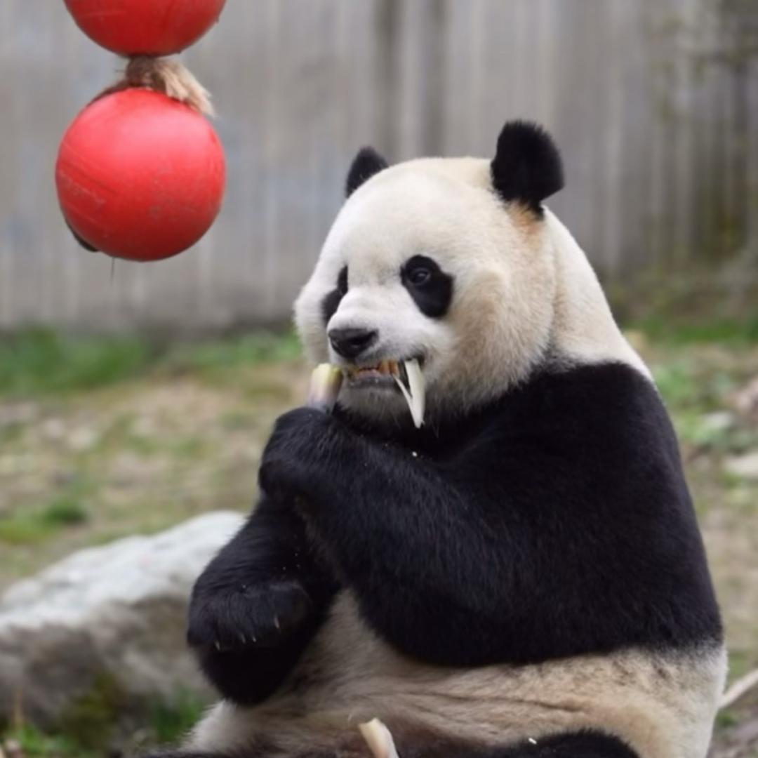 狂拽今生调皮捣蛋小奇迹😝😝😝