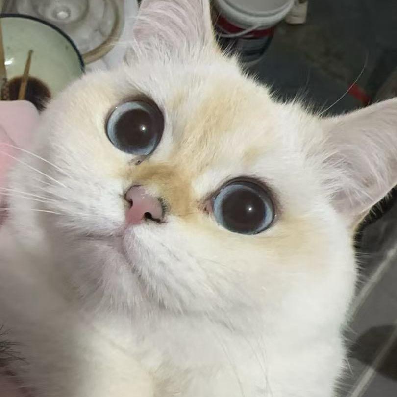 贝贝是只猫