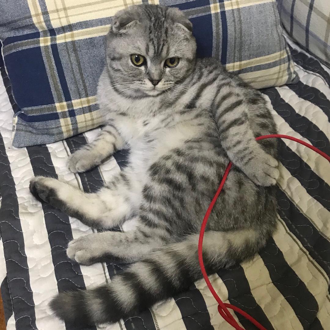 喝胡辣汤的鱼