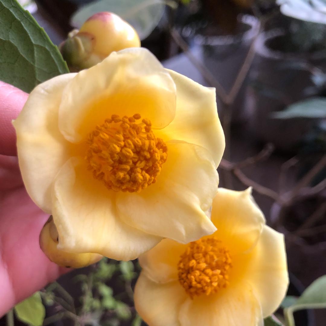 花植集猫咪小院