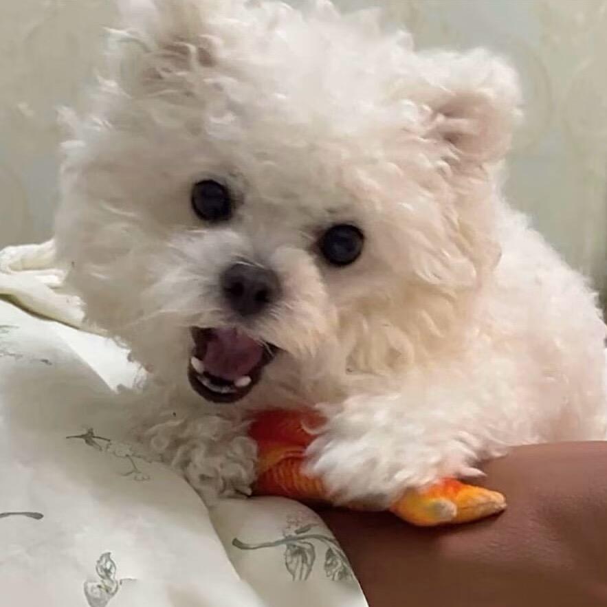 蛋蛋蛋🥚