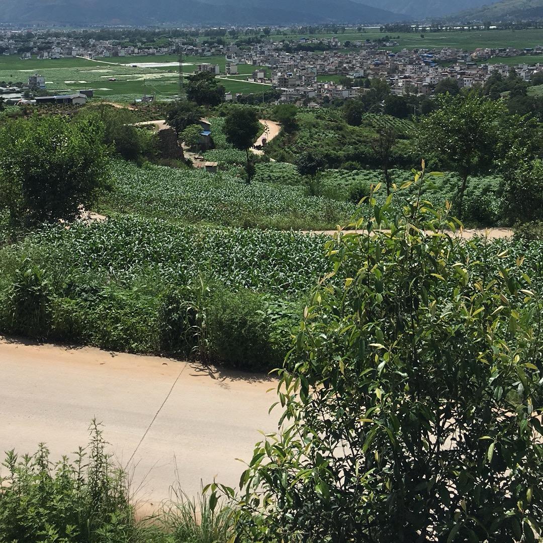 四川水果批发市场