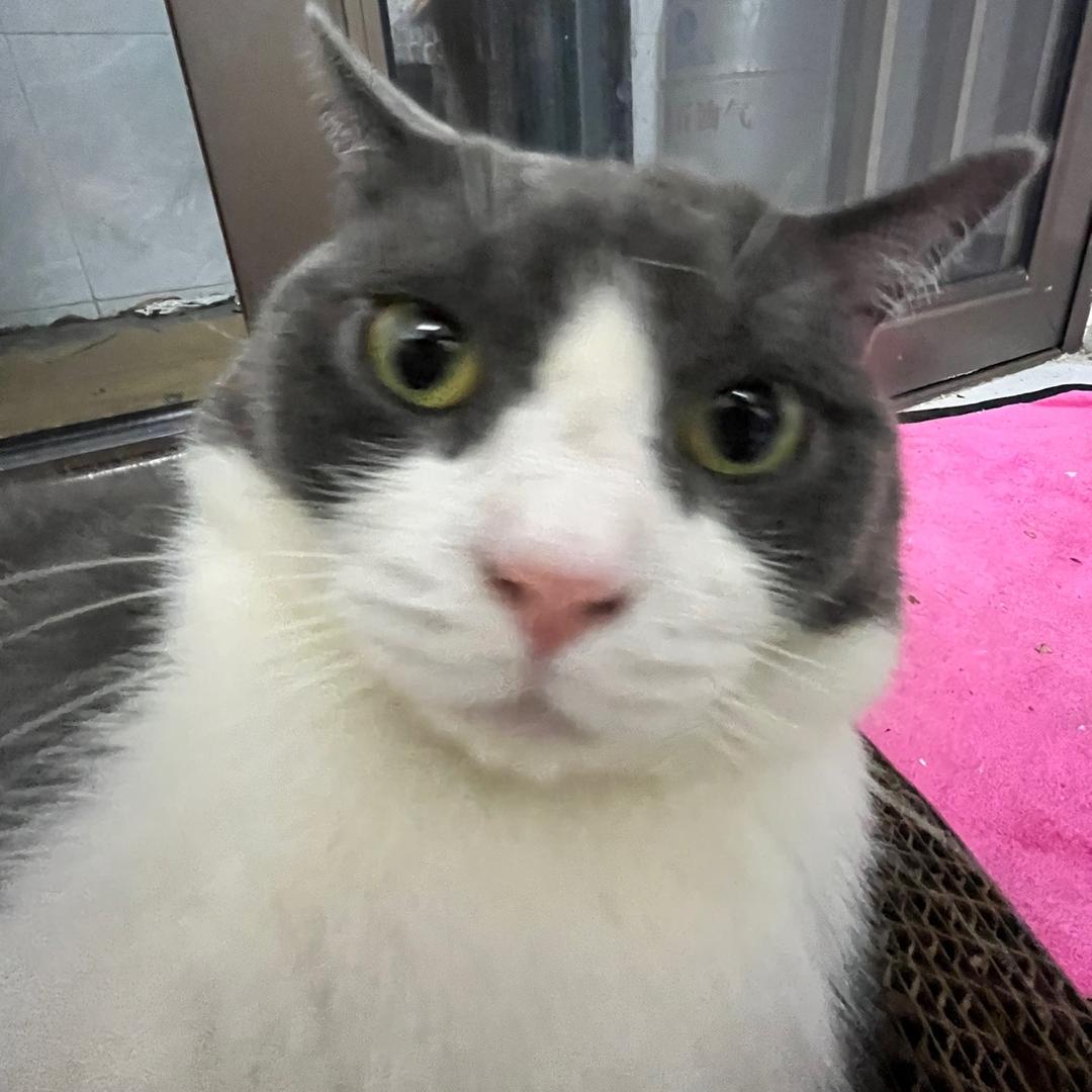 果冻齐（爆改中）