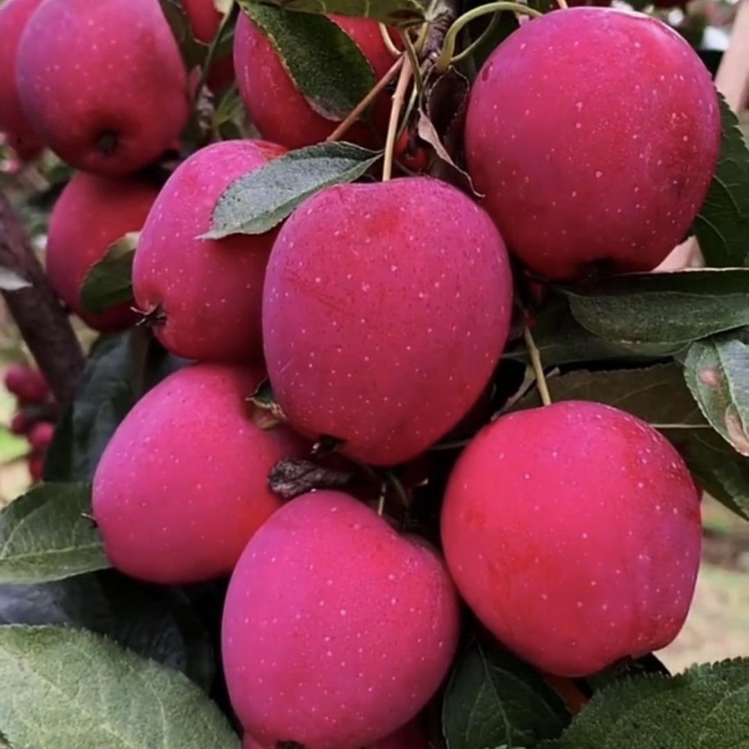 瑞秋果树苗木专营店