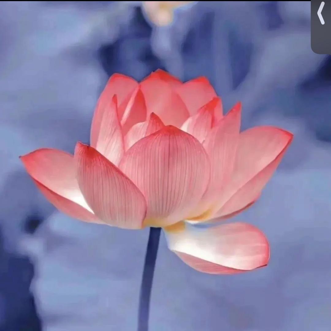 九儿ᰔᩚ.