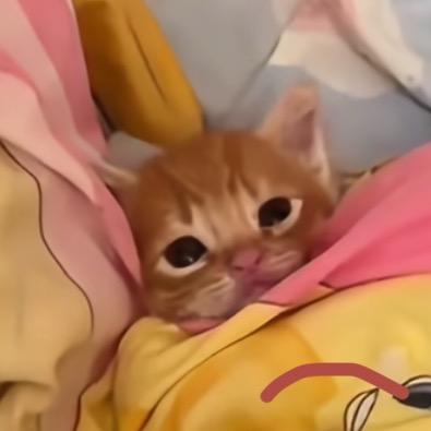 小猫要睡彩色四件套