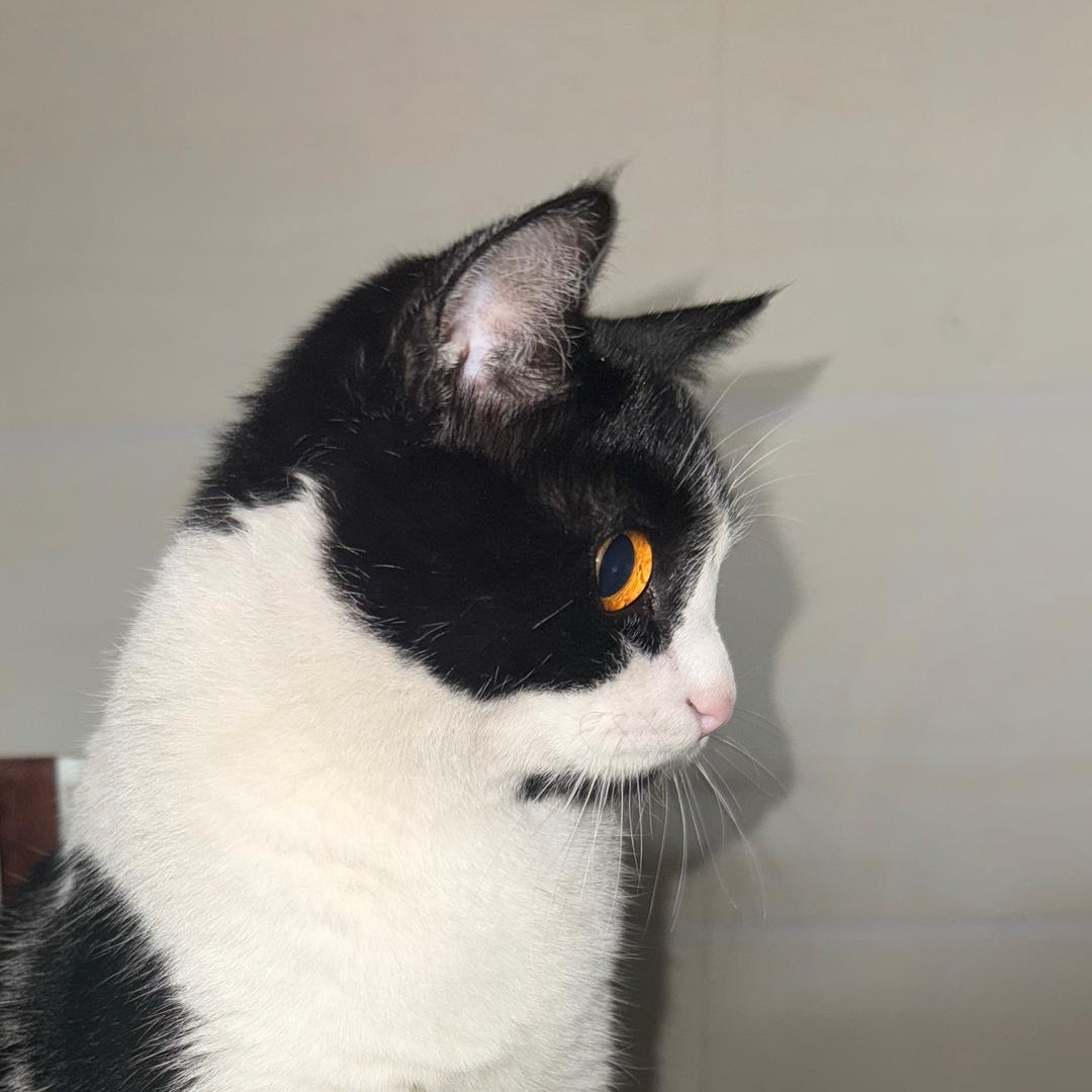 这可为难我汤姆了