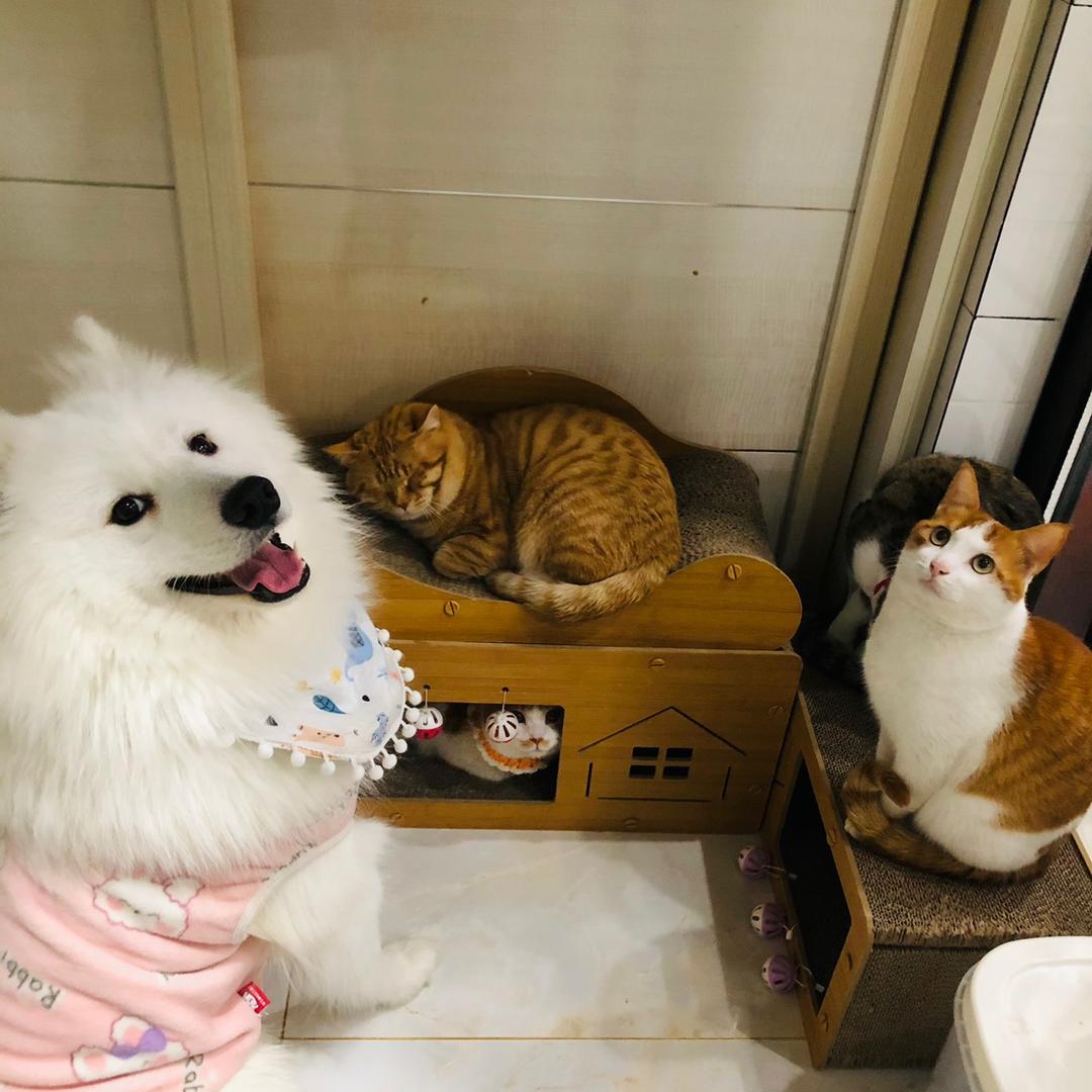 大白的养猫日记